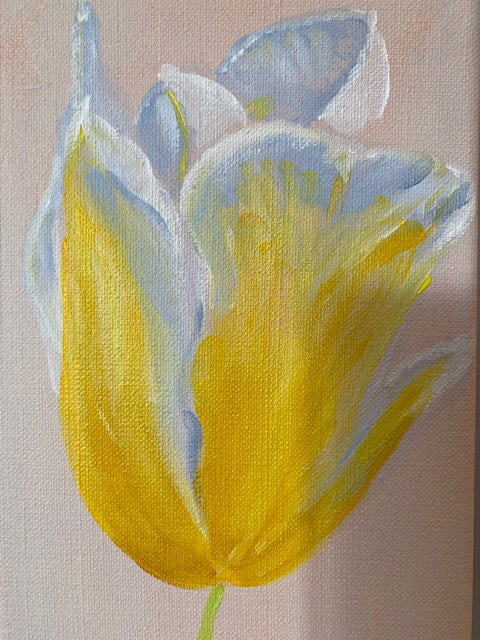 3 tulpen